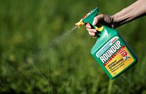 Monsanto'ya bir dava da Avustralya'dan: Kanser olan bahçıvan tazminat istiyor