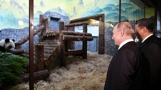 الرئيسان الروسي والصيني يزوران حديقة موسكو التي تسلمت من الصين زوجي باندا