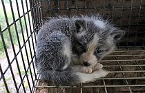 Norveç kürk çiftliklerini yasaklamaya hazırlanıyor