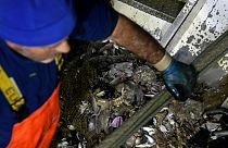 İtalyan balıkçılar geri dönüşüm için Akdeniz'in çöplerini topluyor