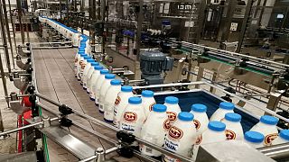 قطر موفق به خودکفایی در تامین شیر و صادرات آن شد