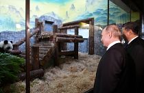 Çin ve Rusya'dan panda diplomasisi: Putin ve Şi hayvanat bahçesini ziyaret etti