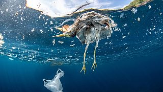 Dead bird and plastic bag floating in the ocean.