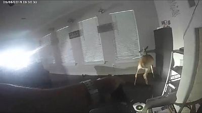 Intru-deer! Police tracking 'burglar' get a doe-lightful surprise