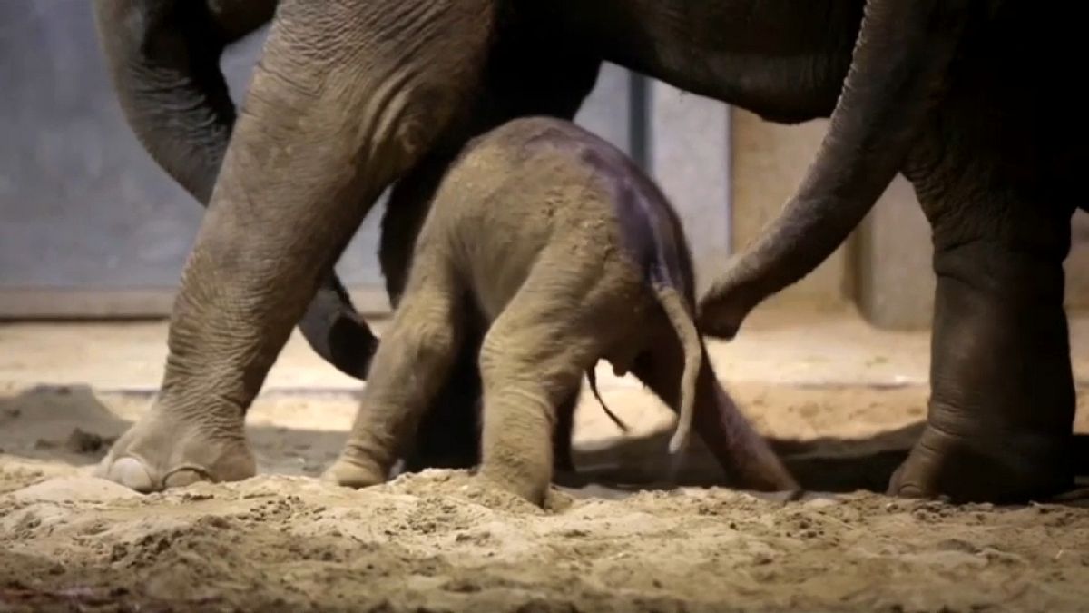 Nace una cría de elefante en Bélgica