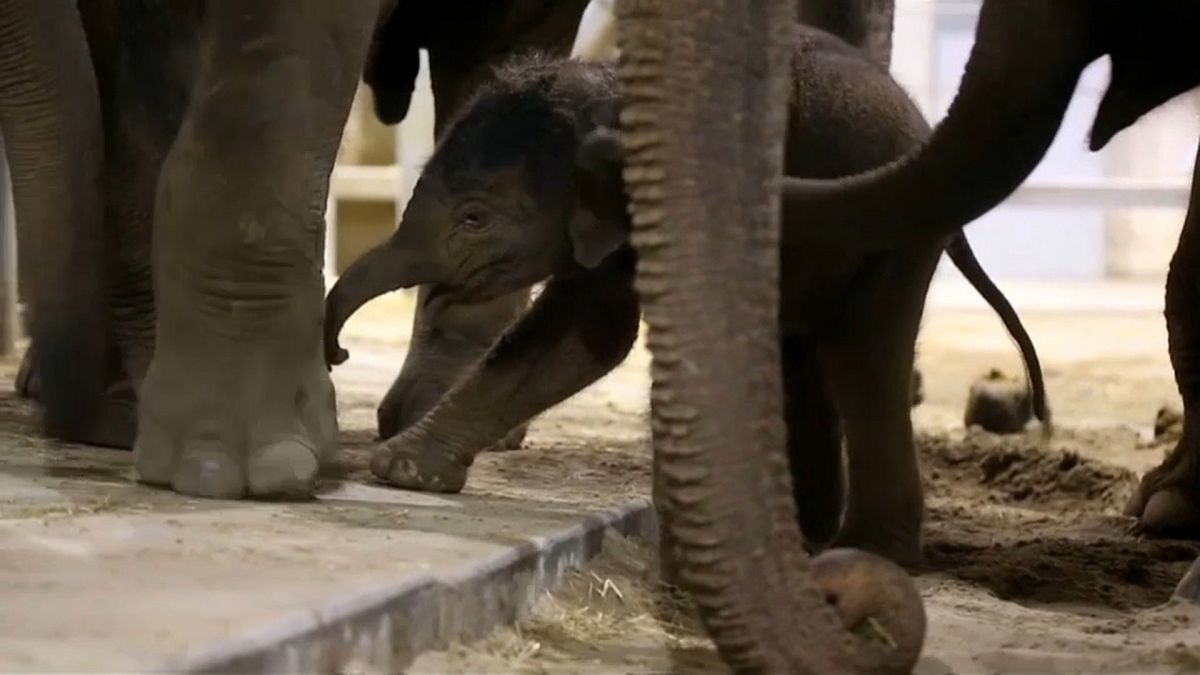 شاهد.. أنثى فيل تساعد مولودها الجديد على المشي