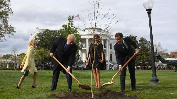 Macron ile Trump'ın dostluk ağacı kurudu Macron ile Trump'ın dostluk ağacı kurudu