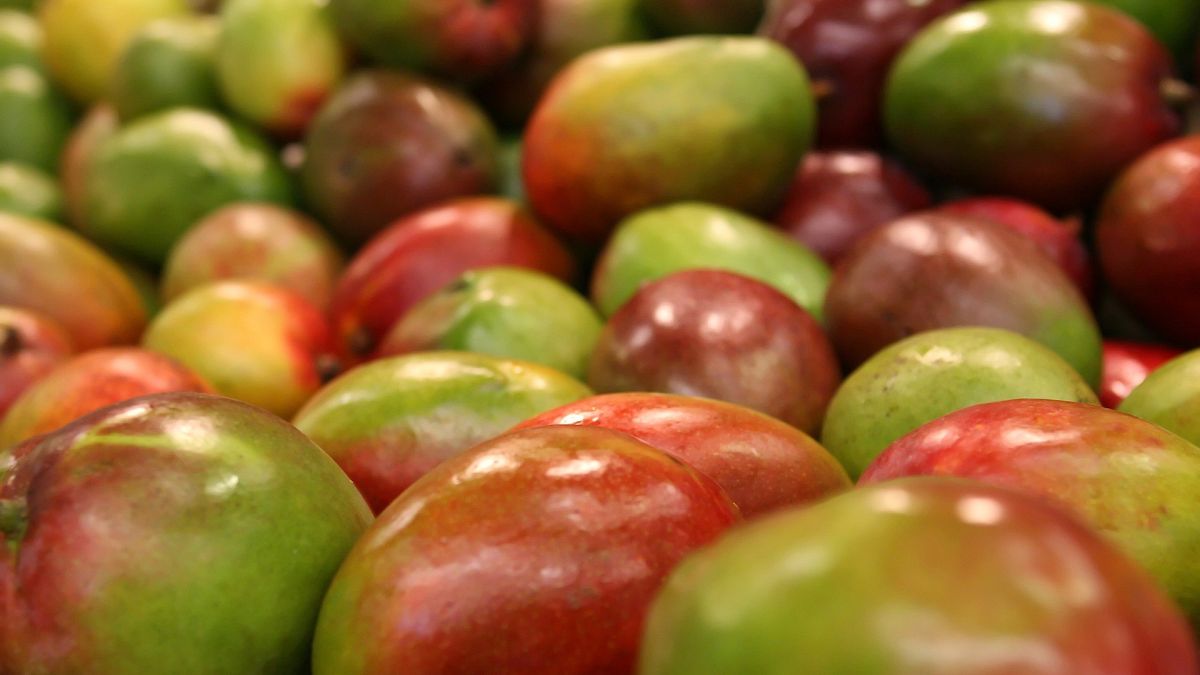 Mango-Überschuss: Preisverfall aus Angst vor dem Verfaulen der Früchte