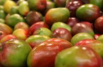 Mango-Überschuss: Preisverfall aus Angst vor dem Verfaulen der Früchte
