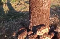 Sardenha invadida por milhões de gafanhotos