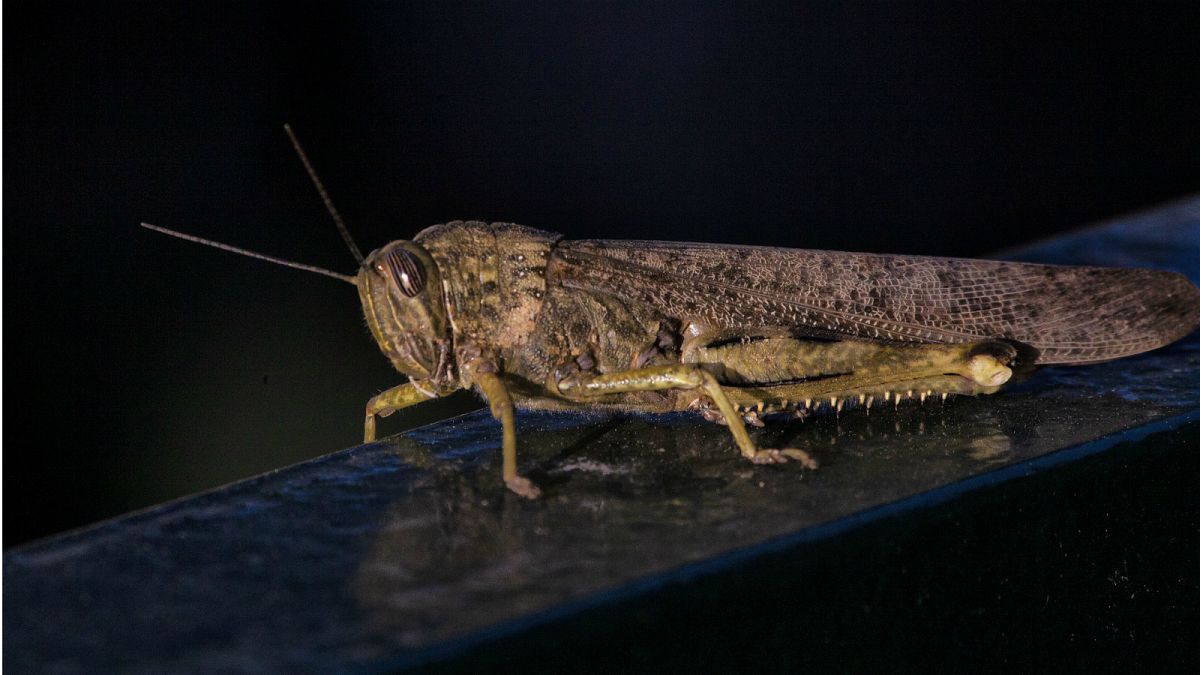 'Biblical' invasion of locusts wreaks havoc on Sardinian farmlands
