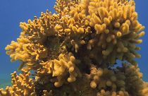Can corals in Jordan save other reefs from global warming?
