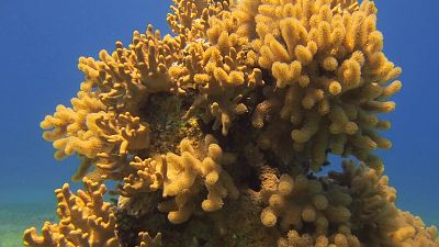 Can corals in Jordan save other reefs from global warming?