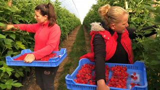 UK suffers from shortage of seasonal fruit pickers this summer