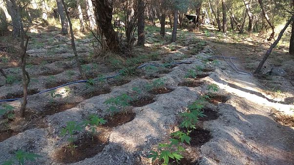 ΕΛΑΣ: Εξαρθρώθηκε κύκλωμα κάνναβης με έσοδα 6 εκατομμύρια ΕΛΑΣ: Εξαρθρώθηκε κύκλωμα κάνναβης με έσοδα 6 εκατομμύρια