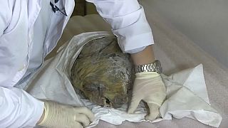شاهد: ثلوج سيبيريا تحفظ رأس ذئب منقرض لأربعين ألف سنة