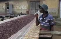 Ivory Coast and Ghana suspend sales of cocoa