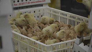 Aval judicial al sacrificio masivo de pollitos en Alemania