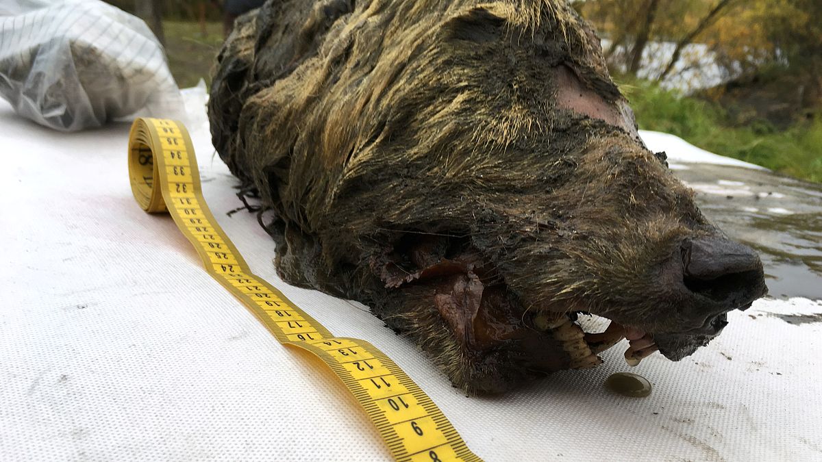 Le permafrost conserve parfaitement un crâne de loup....pendant 40 000 ans