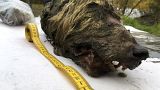 Scientists show wolf head preserved in permafrost for 40,000 years