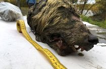 Le permafrost conserve parfaitement un crâne de loup....pendant 40 000 ans