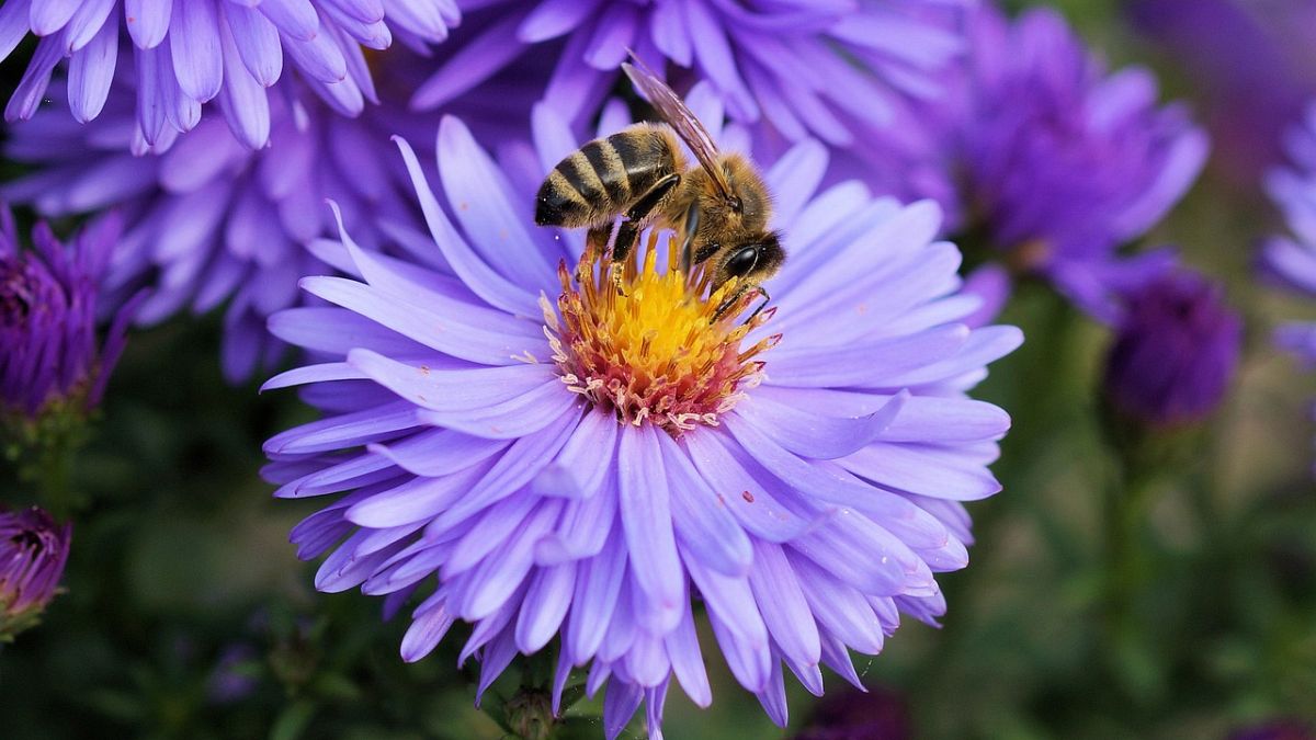 Auch in Osteuropa sterben die Bienen