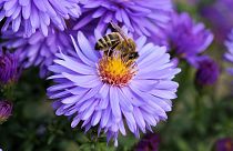 Auch in Osteuropa sterben die Bienen