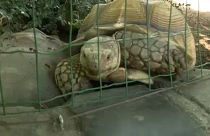 Elfogta a rendőrség a teknőst agyonverő nőt