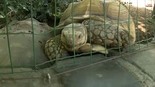 Elfogta a rendőrség a teknőst agyonverő nőt