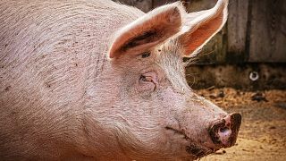 100 Mio. Schweine sterben - Deutschland soll liefern