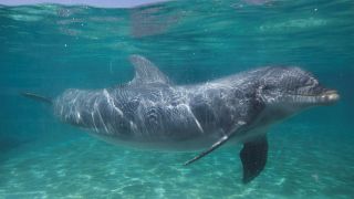 Dolphins along the Gulf Coast are dying at triple the normal rate, scientists say