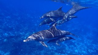 نرخ مرگ و میر دلفین‌های سواحل آمریکا سه برابر حد طبیعی است