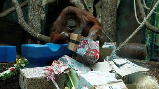 Fransa'nın en ünlü orangutanı Nenette'ye 50. doğum günü kutlaması