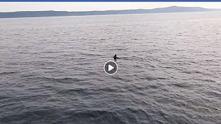 Hai-Alarm vor Kroatien: 2 Videos aufgetaucht