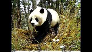 شاهد: الكاميرات تلتقط لهو الباندا و"ديسمها"بمحمية طبيعية في الصين