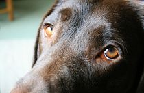 A kutyák a tekintetükkel szólítják meg az embereket