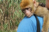 The EU election results represent an opportunity to take animal protection seriously ǀ View