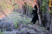 Schwarzbär beißt im Nationalpark in Kamera