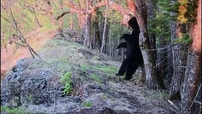 شاهد: ماذا فعل دب أسود آسيوي لحك ظهره في أحد متنزهات روسيا 