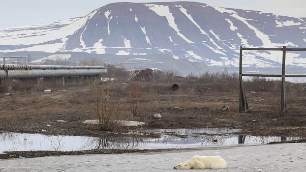 В Норильск пришла голодная медведица В Норильск пришла голодная медведица