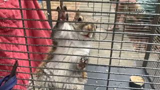 35-Jähriger füttert Eichhörnchen mit Crystal Meth