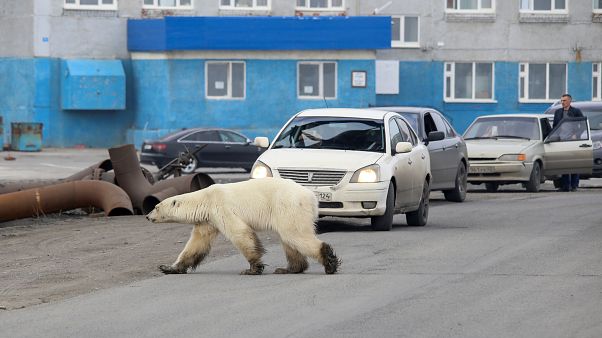 1500 Kilometer weit: Hungriger Eisbär läuft bis nach Norilsk 1500 Kilometer weit: Hungriger Eisbär läuft bis nach Norilsk