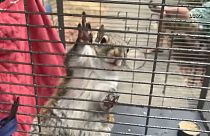 Usa: metanfetamina allo scoiattolo per farlo combattere