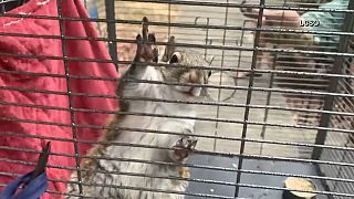 Usa: metanfetamina allo scoiattolo per farlo combattere