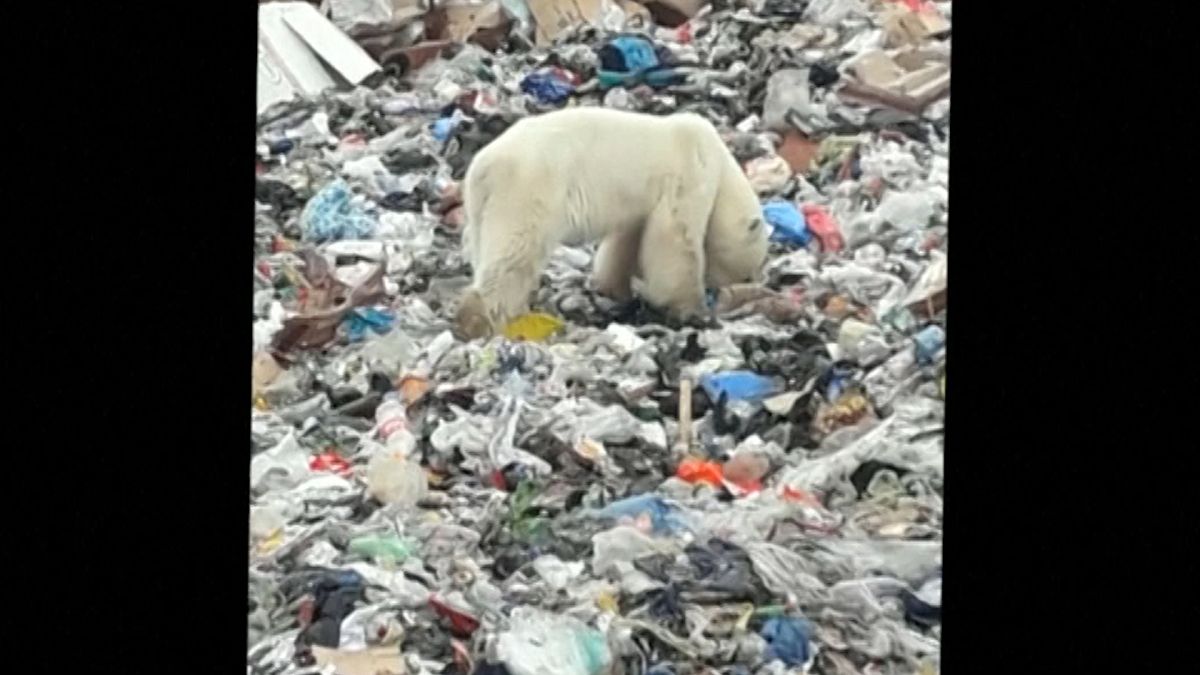 Beteg, éhező jegesmedve kószál egy szibériai bányászvárosban 