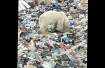 Une ourse polaire obligée de fouiller dans une déchetterie pour se nourrir