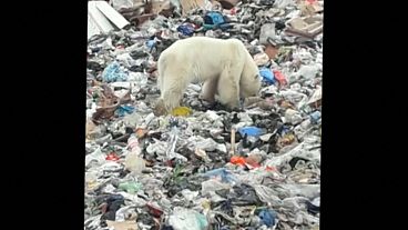 Hungry polar bear seen hunting for food in city far south of habitat