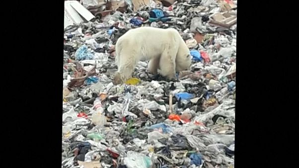 Urso polar encontrado em zona urbana na Sibéria Urso polar encontrado em zona urbana na Sibéria