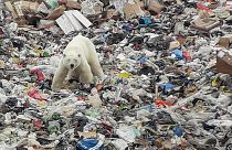 ویدئو؛ زباله‌گردی خرس قطبی برای یافتن غذا