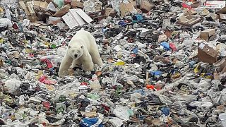 ویدئو؛ زباله‌گردی خرس قطبی برای یافتن غذا